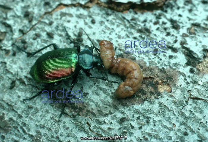  : Caterpillar Hunter Beetle eating caterpillar