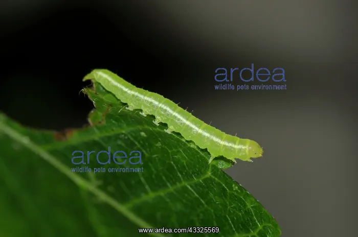 : Caterpillar on leaf - Klungkung, Bali, Indonesia : Caterpillar on leaf - Klungkung, Bali, Indonesia
