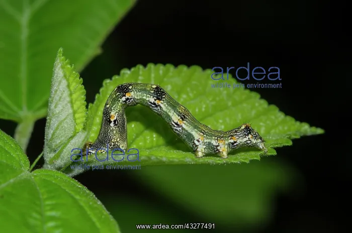 : Caterpillar on leaf - West Bali National Park, near Menjanga : Caterpillar on leaf - West Bali National Park, near Menjanga