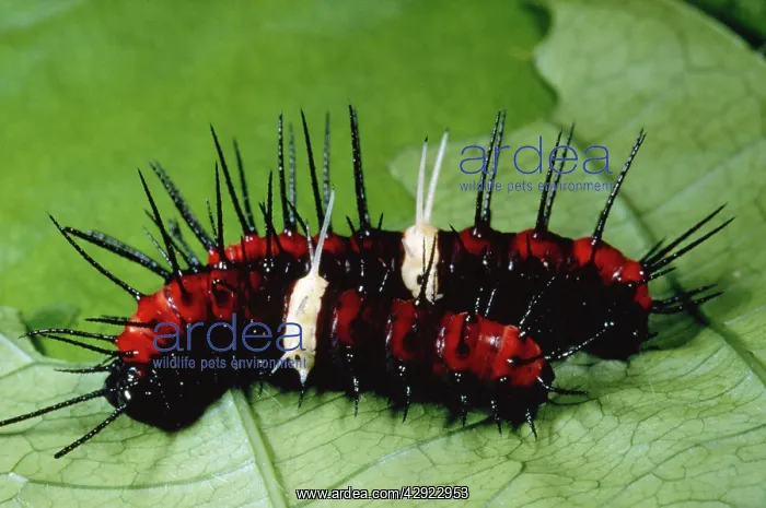  : Caterpillar Malay Lacewing ButterflyLarvae stage