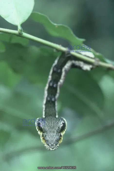 : Caterpillar Mimicking Viper : Caterpillar Mimicking Viper