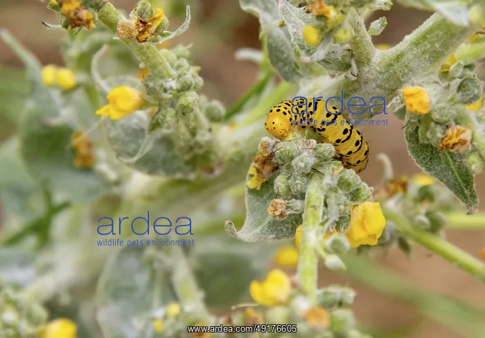  : Caterpillar of a Mullein moth butterfly seen in Southern France