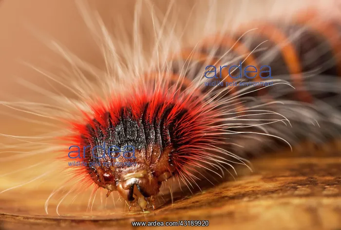  : Caterpillar of neotropical skipper butterfly (astraptes