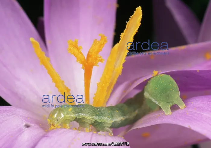  : Caterpillar of Noctuid Moth - feeding on pollen