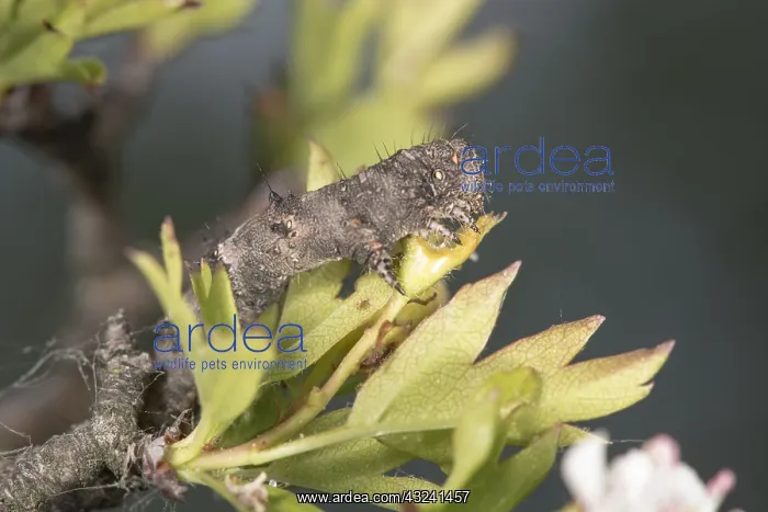 : Caterpillar of pale brindled beauty (Phigalia pilosaria) : Caterpillar of pale brindled beauty (Phigalia pilosaria)