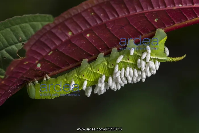 : caterpillar with parasites (Sphyingidae) Putumayo, Colombia