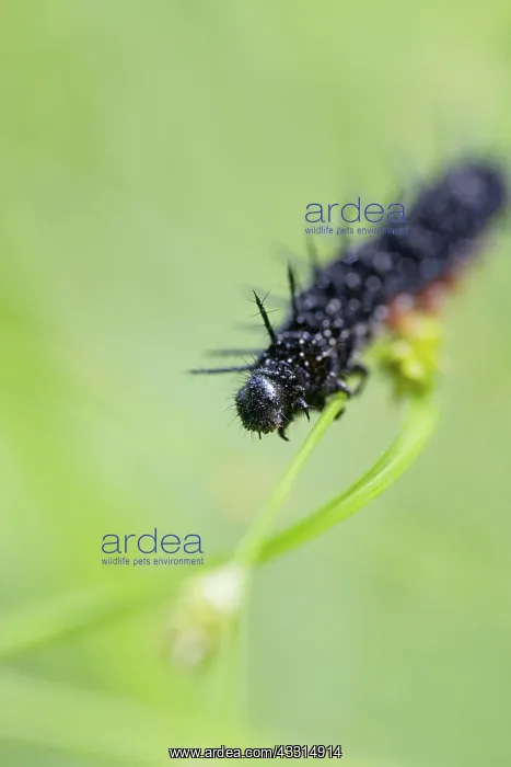: Caterpillar of a peacock butterfly : Caterpillar of a peacock butterfly