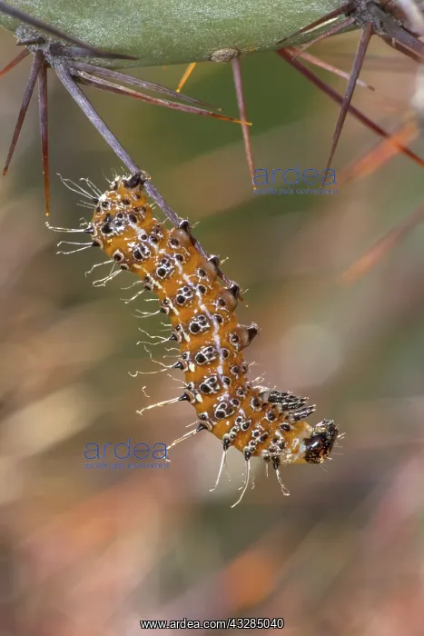 : Caterpillar, on prickly pear, Opuntia spp. Sonorn desert, A : Caterpillar, on prickly pear, Opuntia spp. Sonorn desert, A
