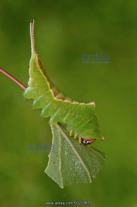 : Caterpillar of the Puss Moth (Cerura vinula) eating leaves from nurse plant, Liguria, Italy : Caterpillar of the Puss Moth (Cerura vinula) eating leaves from nurse plant, Liguria, Italy