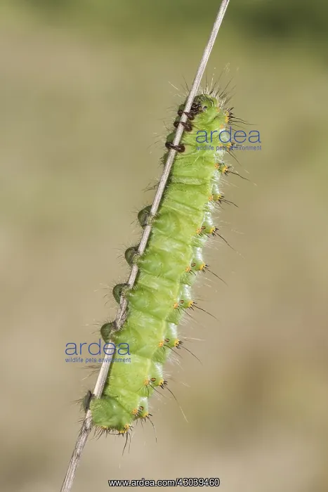  : Caterpillar of small emperor moth (Saturnia Pavoniella)