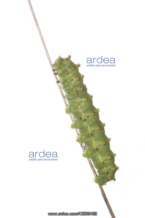 : Caterpillar of small emperor moth (Saturnia Pavoniella) : Caterpillar of small emperor moth (Saturnia Pavoniella)