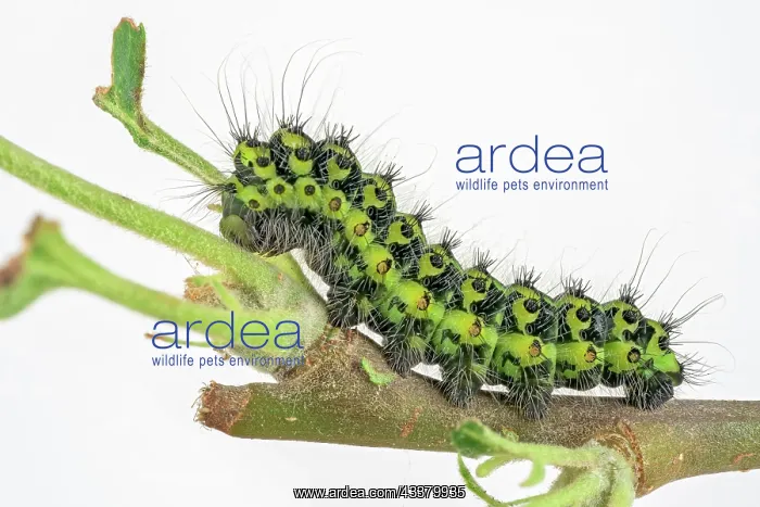 : Caterpillar of the small night peacock (Saturnia : Caterpillar of the small night peacock (Saturnia
