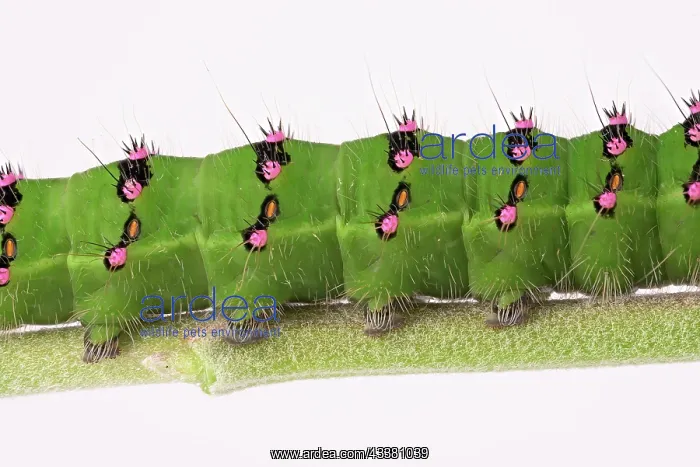 : Caterpillar of the small night peacock (Saturnia : Caterpillar of the small night peacock (Saturnia