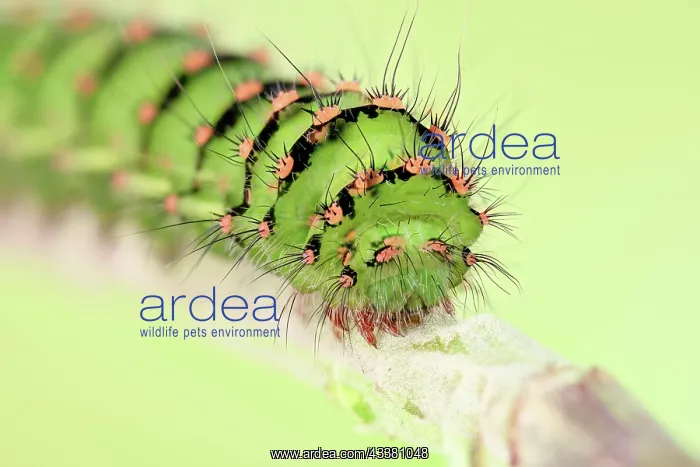  : Caterpillar of the small night peacock (Saturnia