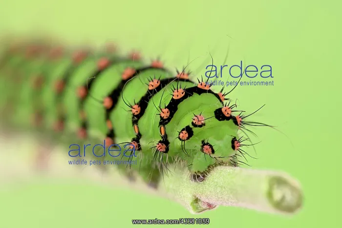 : Caterpillar of the small night peacock (Saturnia : Caterpillar of the small night peacock (Saturnia