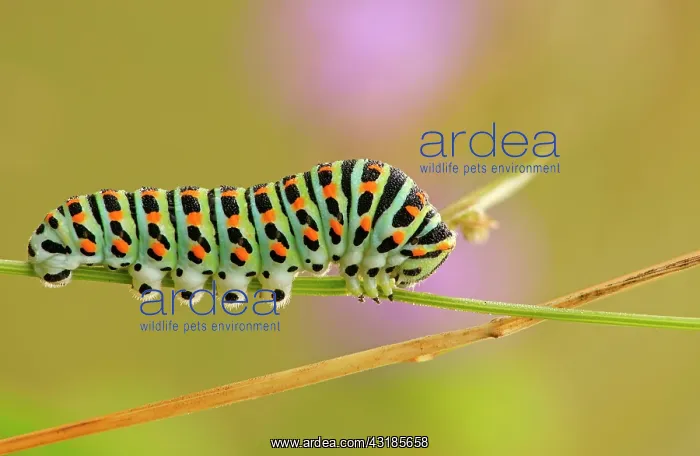 : Caterpillar of the Swallowtail (Papilio machaon) : Caterpillar of the Swallowtail (Papilio machaon)