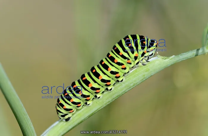 : Caterpillar of the Swallowtail (Papilio machaon) : Caterpillar of the Swallowtail (Papilio machaon)
