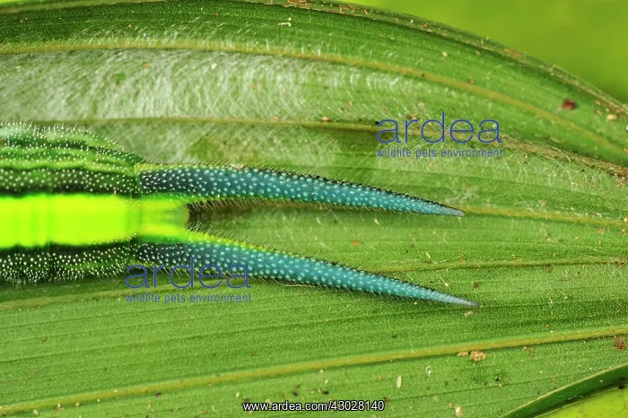 : caterpillar, tail, Saturinae, Nymphalid butterfly : caterpillar, tail, Saturinae, Nymphalid butterfly