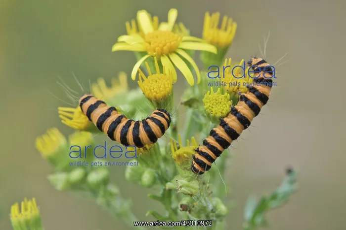 : Caterpillars from Cinnabar Moth (Tyria jacobaeae) : Caterpillars from Cinnabar Moth (Tyria jacobaeae)
