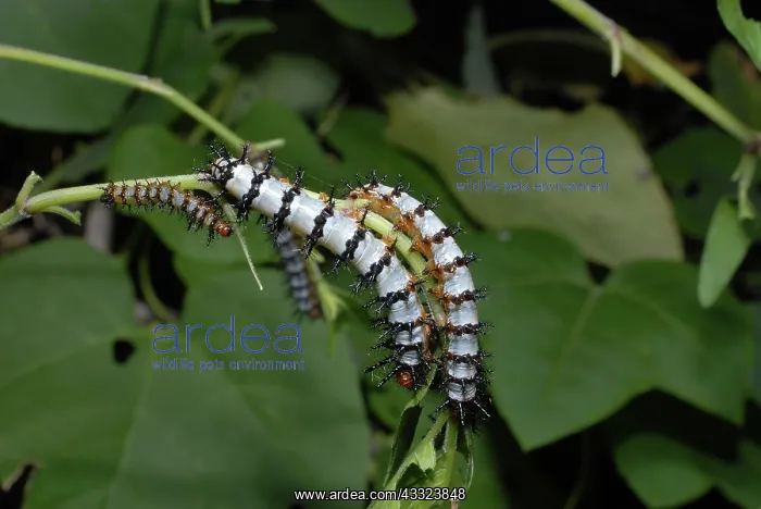: Caterpillars of Crimson Patch Butterfly : Caterpillars of Crimson Patch Butterfly