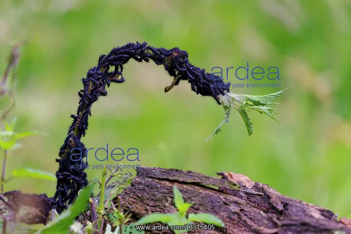 : Caterpillars european peacock (Aglais io), Germany, Europe : Caterpillars european peacock (Aglais io), Germany, Europe