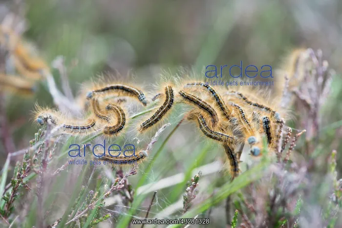 : Caterpillars from Lackey moth (Malacosoma neustria) : Caterpillars from Lackey moth (Malacosoma neustria)