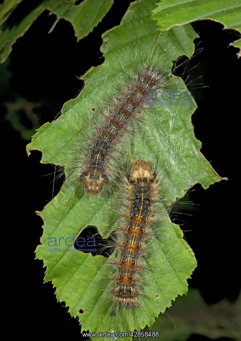 : Caterpillars of the nut-tree tussock moth, on hornbeam leaf : Caterpillars of the nut-tree tussock moth, on hornbeam leaf