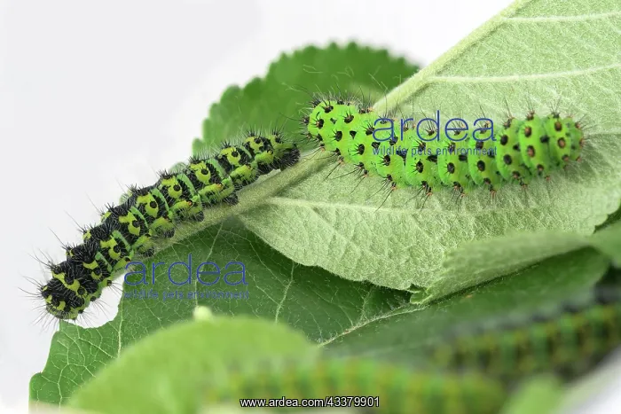 : Two caterpillars of the small night peacock (Saturnia : Two caterpillars of the small night peacock (Saturnia