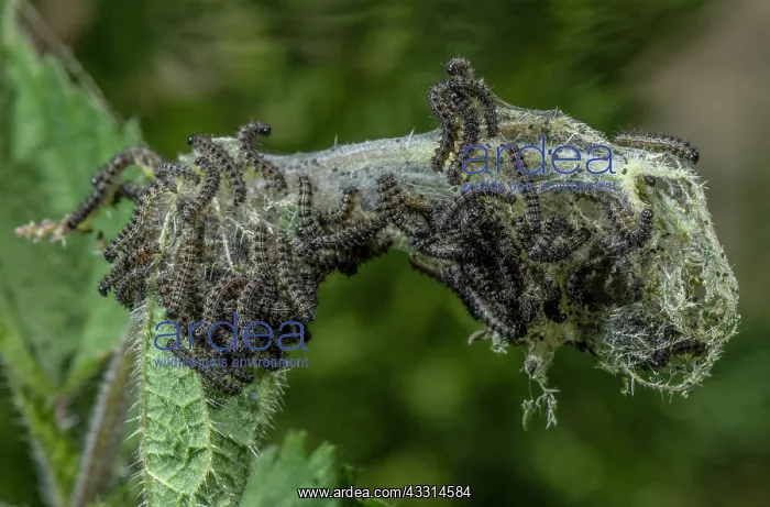 : Caterpillars of Small Tortoiseshell Butterfly, A : Caterpillars of Small Tortoiseshell Butterfly, A