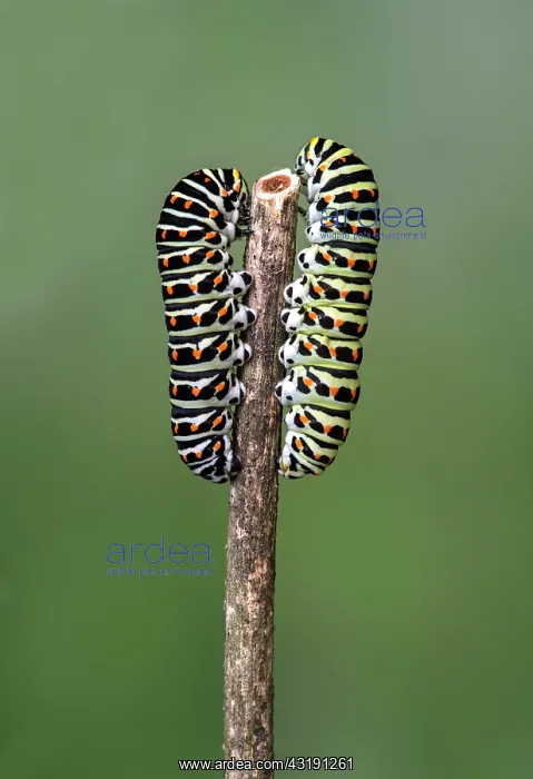 : Two caterpillars of the Swallowtail butterfly (Papilio : Two caterpillars of the Swallowtail butterfly (Papilio