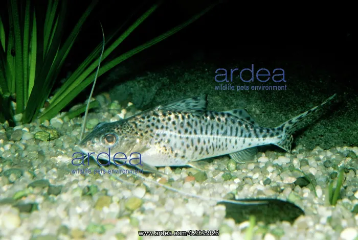  : Catfish (Pimelodus pictus). South America