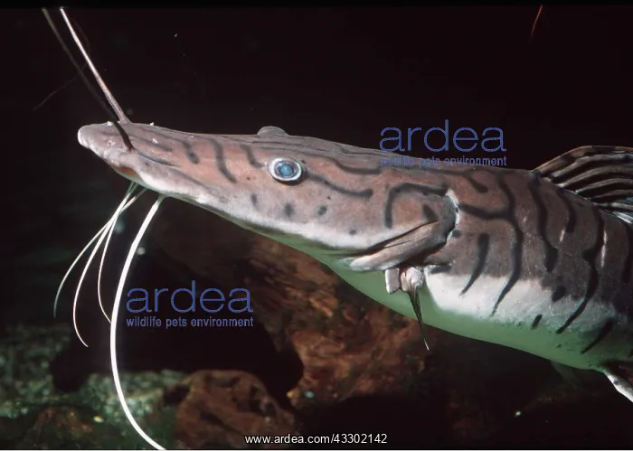 : CATFISH - close-up head showing barbels (feelers) : CATFISH - close-up head showing barbels (feelers)