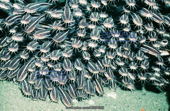 : CATFISH - UNDER JETTY : CATFISH - UNDER JETTY