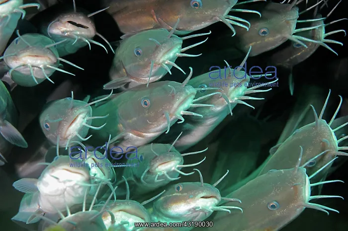 : Catfish, Secret Bay Dive Site, Gilimanuk, Bali Island : Catfish, Secret Bay Dive Site, Gilimanuk, Bali Island