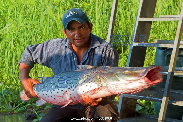 : Catfish / Surubi : Catfish / Surubi