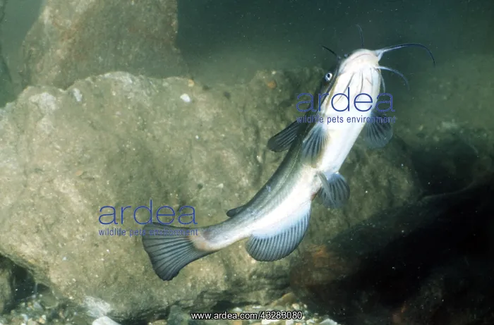 : CATFISH - underside view showing barbels around : CATFISH - underside view showing barbels around