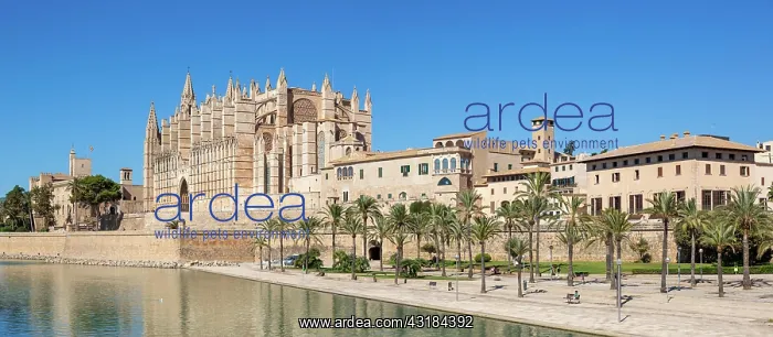 : Cathedral Catedral de Palma La Seu Church Architecture : Cathedral Catedral de Palma La Seu Church Architecture