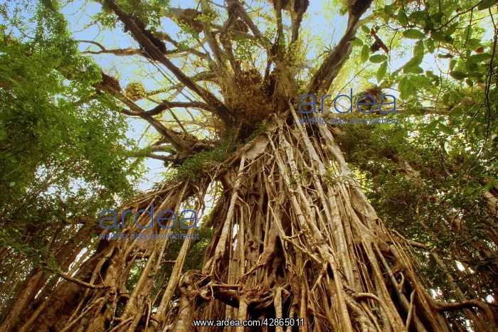 : Cathedral Fig Tree - this is the most impressive : Cathedral Fig Tree - this is the most impressive