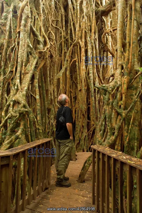 : Cathedral Fig Tree - tourist stands on a boardwalk : Cathedral Fig Tree - tourist stands on a boardwalk