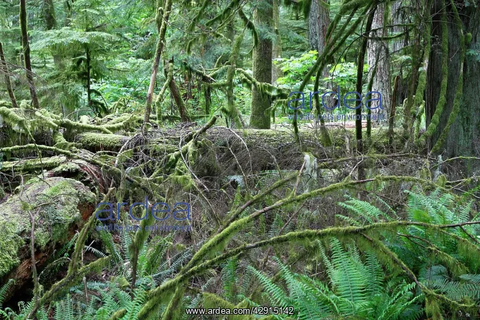 : Cathedral Grove - Temperate rainforest on Princess : Cathedral Grove - Temperate rainforest on Princess