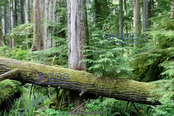 : Cathedral Grove - Temperate rainforest on Princess : Cathedral Grove - Temperate rainforest on Princess
