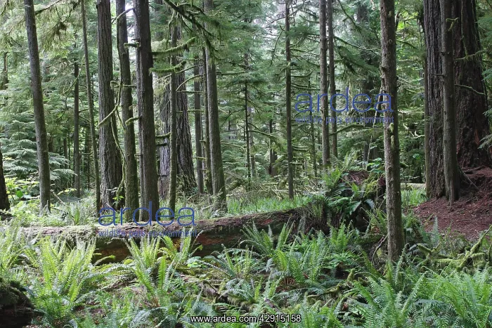 : Cathedral Grove - Temperate rainforest on Princess : Cathedral Grove - Temperate rainforest on Princess