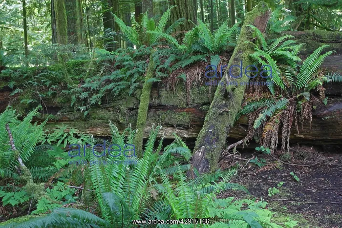 : Cathedral Grove - Temperate rainforest on Princess : Cathedral Grove - Temperate rainforest on Princess