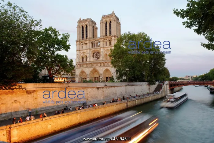 : Cathedral Notre-Dame de Paris in the last evening : Cathedral Notre-Dame de Paris in the last evening