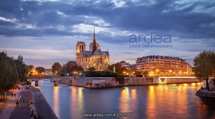 : Cathedral Notre Dame and River Seine, Paris : Cathedral Notre Dame and River Seine, Paris