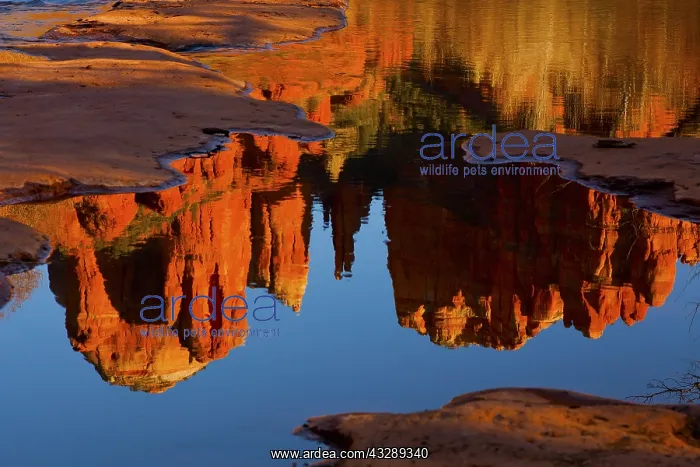 : Cathedral Rock in Sedona reflected in Oak Creek : Cathedral Rock in Sedona reflected in Oak Creek