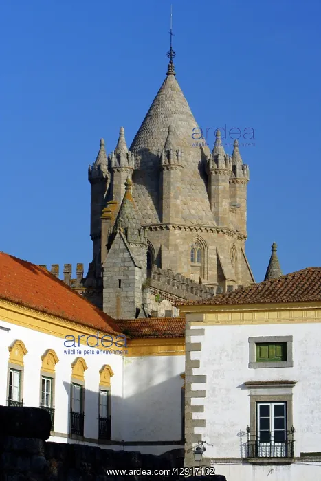 : Cathedral de santa Maria - in Evora, World Heritage city : Cathedral de santa Maria - in Evora, World Heritage city