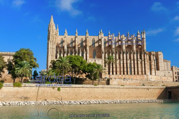 : Cathedral of Santa Maria of Palma or La : Cathedral of Santa Maria of Palma or La
