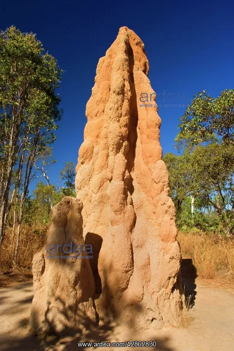 : Cathedral Termite mound - hugh termite mounds in : Cathedral Termite mound - hugh termite mounds in