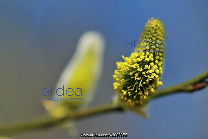 : Catkin Pussy Willow Willow Catkin blooming : Catkin Pussy Willow Willow Catkin blooming